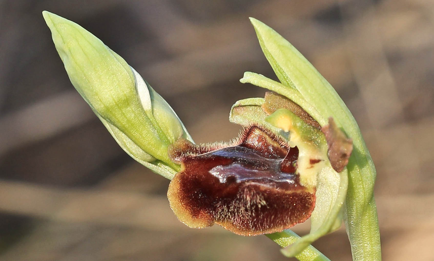 Ophrys sphegodes